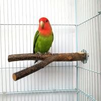 ราคา คอนลับเล็บ ที่นกยืน คอนไม้สำหรับนกเกาะยืน คอนไม้ธรรมชาติ คอนนกแก้ว เหมาะสำหรับลับเล็บนกและให้นกกัดแทะ (19236957646)