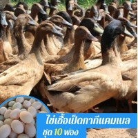 ราคา ไข่เชื้อเป็ดกากีแคมเบลชุด 10 ฟองสำหรับฟัก (12598406771)