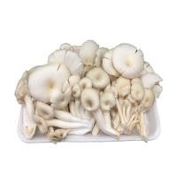 ราคา เห็ดนางฟ้าสด เห็ดนางฟ้าสีขาว ผักผลไม้ (15435326575)