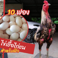 ราคา ไข่เชื้อไก่ชน สำหรับฟัก (24590696863)