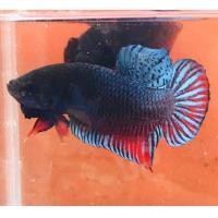 ราคา พ่อพันธ์ุปลากัดมาเลูกนอก ลูกเก่งแน่นอน (22228010439)