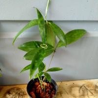 ราคา หว่านเทวบุตร ไม้แหย่แย้ ไผ่ฟิลิปปินส์ ไม้มงคล กระถาง 4 นิ้ว (23250380463)