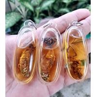 ราคา ว่านจั๊กจั่นหรือพญาเรไร ค้าขายเรียกลูกค้าเข้าร้านดีนักแล (19823007629)