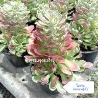 ราคา ว่านพญานาคราช ว่านนาคราช ตัวผู้ ต้นนาคราช นาคราช ต้นไม้มงคล สวนลุงแท็ค (12275328524)