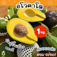 ราคา จัดส่งฟรี 1KG อโวคาโด้ avocado พันธุ์พื้นเมือง อโวคาโด้ อโวคาโด อะโวคาโด้ อะโวคาโด แฮสราชาอโวคาโด้ แฮส อโวคาโด้แฮส อโวคาโด้ อโวคาโด อะโวคาโดสด อโวคาโดสดจากสวนบนดอย เก็บจากสวนทุกวันเน่าเสียรับเคลม อโว 