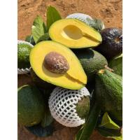 ราคา จัดส่งฟรี Avocado 1กิโลกรัม พันธุ์พื้นเมือง อโวคาโด้ อโวคาโด อะโวคาโด้ อะโวคาโด แฮสราชาอโวคาโด้ แฮส อโวคาโด้แฮส อโวคาโด้ อโวคาโด อะโวคาโดสด อโวคาโดสดจากสวนบนดอย เก็บจากสวนทุกวันเน่าเสียรับเคลม อโวคาโ 
