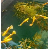 ราคา ฟลูโกลด์ สีทอง สวยๆ รหัส ผ2 ม2 แถมอาหารปลาหางนกยูงสูตรเร่งสี (23048591680)