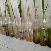 ราคา ใหม่ ปลากัดป่าอีสาน ปลากัดลูกทุ่งช้อนแท้100 สีเขียว ตัวใหญ่ ส่งด่วน รับประกันสินค้า100 (17309890561)