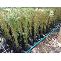 ราคา ไผ่หลอด ต้นไผ่ทำหลอดได้ ชุด2 ต้น (17925843514)