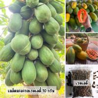 ราคา เมล็ดพันธุ์มะละกอเรดเลดี้ ขนาด 10 กรัม มี 400 500 เมล็ด (23102226342)