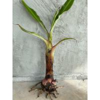 ราคา หน่อกล้วยหอมเตี้ย จำนวน 1 หน่อ (22282340818)