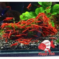 ราคา Dwarf Shrimp อาหารสำหรับกุ้งแคระ กุ้งแคระ เลือกสีได้ size XL เกรดเอ อาหารเสริมสร้างสุขภาพกุ้งแคระ (24504833879)