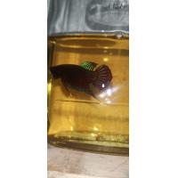 ราคา ปลากัดป่าแก้มแดง สีแดง จากธรรมชาติ ปลากัดเกรดสวยงาม สวยแบบดุๆ (24476850360)