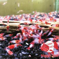 ราคา Dwarf Shrimp อาหารสำหรับกุ้งแคระ กุ้งแคระ เลือกสีได้ size XL เกรดเอ อาหารเสริมสร้างสุขภาพกุ้งแคระ (24504833872)