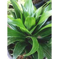 ราคา ต้นวาสนา วาสนาเก้าชั้น หนึ่งในตระกูล วาสนา ลำพังการปลูกต้นวาสนาก็เชื่อว่าเป็นการนำมาซึ่งโชคลาภและความเป็นสิริมงคล ความสุขแก่เจ้าของบ้านและผู้อยู่อาศัย ส่งพร้อมกระถาง 8 นิ้ว (21823843988)