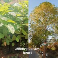 ราคา พยอมไม้ป่า ดอกหอม 1ชุด3ต้น (6555224806)