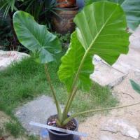 ราคา ว่านพญาจงอาง ว่านกันงู แก้พิษงู ขายเป็นหัว (21010381793)