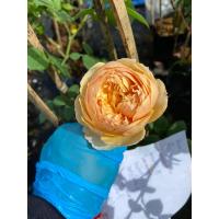 ราคา กุหลาบสีเหลืองฝรั่งเศสเลื้อยหอมแรงดอกทรงถ้วยสวย (10130229308)