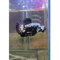 ราคา แบล็คซามูไรชายเต็มวัย (24362216292)