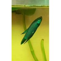 ราคา ปลากัดสายพันธุ์อีสาน หางใบโพ หางโพสวยๆ เกรดสวยงาม (24610976183)