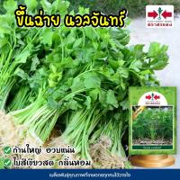 ราคา เมล็ดขึ้นฉ่าย นวลจันทร์ ขนาด50กรัม ตราศรแดง เมล็ดพันธุ์ขึ้นฉ่าย เมล็ดพันธุ์ผัก เมล็ดผักสวนครัว เมล็ดคื่นฉ่าย ศรแดง (12449228731)