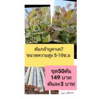ราคา ต้นกล้ายูคาลิปตัสพันธ์ุเค 7 ชุดราคา 149 บาท จำนวน 50 ต้น (21447237683)