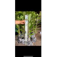 ราคา เบาบับไม้เเอฟริกา สูง50เซนขึ้นไป 3ต้น149บาท จัดโปรครับซื้อครบ9ต้นเเถม1ต้น (9752431932)