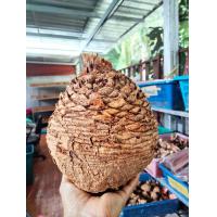 ราคา หัวปรง ขนาดใหญ่2ขนาดให้เลือก รอบหัว30 50cm ส่งเฉพาะหัวไม่มีใบ ปรง ไม้หัว ต้นปรง ปรงป่า ปรงโคก ปรงนา (14943881586)