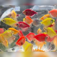 ราคา อาหารปลา ปลาเสือเยอรมันเรืองแสง เซ็ต 3 5 ตัว มีประกันระหว่างส่ง (23236741859)