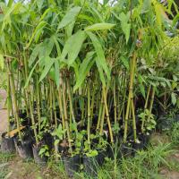 ราคา ไผ่กิมซุง หรือไผ่ตงลืมแล้ง ต้นสูงๆ 70 ซมขึ้นไป (19518651573)