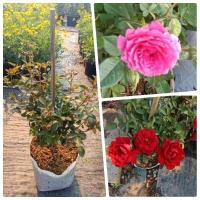 ราคา ต้นกุหลาบหนู 30 40 ซม ฮอลแลนด์ กุหลาบจิ๋ว กุหลาบแคระ ออกดอกทั้งปี (24253928031)