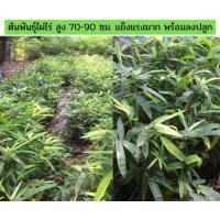 ราคา ต้นพันธุ์ไผ่ไร่ ไผ่ใช้ลำ ไผ่กินหน่อ ไผ่ไร่เป็นไผ่ที่หน่อทำอาหารพื้นบ้านได้อร่อยที่สุด ลำตันเนื้อไม้เหนียว (15667887269)