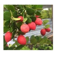 ราคา ต้นมะม่วงหาวมะนาวโหญี่ปุ่น กิ่งเสียบยอด รับประกันสายพันธุ์แท้ (21546000863)