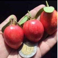 ราคา ต้นมะม่วงหาวมะนาวโหญี่ปุ่น กิ่งเสียบยอด รับประกันสายพันธุ์แท้ (21538298258)