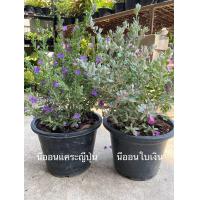 ราคา ต้นนีออนใบเงิน นีออนแคระ ไซส์กระถาง 11 นิ้ว (17946147698)