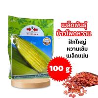 ราคา ข้าวโพดหวาน ข้าวโพดจัมโบ้สวีท จัมโบ้สวีท ข้าวโพดหวานลูกผสม จัมโบ้ สวีท F1 เมล็ดข้าวโพด เมล็ดพันธุ์ พันธุ์่ข้าวโพด 1กิโลกรัม (23831398525)