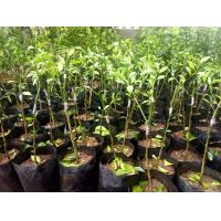 ราคา ต้นส้มสายน้ำผึ้งแท้ จาก อ ฝาง จ เชียงใหม่ (5083592689)