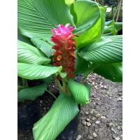 ราคา ดอกลัดดาวัลย์ ลัดดาวัลย์ ต้นลัดดาวัลย์ ต้นกระเจียว ต้นกระเจียวยักษ์ กระเจียวยักษ์ ต้นสูง ดอกใหญ่ ดอกยาว (20387827391)