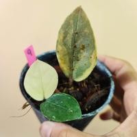 ราคา กวักมรกตด่าง ชำออกราก มีหัวทุกต้น ทุกกระถาง Variegated Zamioculcas zamiifolia ต้นกวักด่าง ZZ Plant กวักด่าง กวักเขียวด่าง (24427110670)