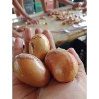 ราคา เมล็ดทุเรียนบ้าน หรือทุเรียนป่า เมล็ดแข็งแรง เมล็ดใหญ่ อัตราการงอกดี สำหรับเป็นต้นตอได้เป็นอย่างดี (24473811601)