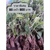 ราคา ผักสาบ ผักอีนูน เหง้าผักสาบ เหง้าผักอีนูน พร้อมปลูก 10 เหง้า 140 บาท (8741791098)