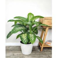 ราคา ต้นสาวน้อยประแป้ง Dieffenbachia สาวน้อยประแป้ง กระถาง 6 นิ้ว (23907503949)