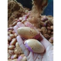 ราคา เมล็ดทุเรียนป่า เมล็ดใหญ่ แข็งแรง อัตราการงอกดี เป็นต้นพันธุ์ได้ดี (24473625914)