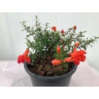 ราคา ทับทิมแคระ ต้นทับทิมแคระ ทับทิม ไม้มงคล ไม้โชคลาภ บอนไซ ไม้นำโชค (15761985882)