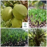 ราคา ต้นพันธุ์มะพร้าวน้ำหอม บ้านแพ้วต้นเตี้ย แท้ 100 2 3 ปี ได้ผลผลิต พันธุ์มะพร้าวน้ำหอม ต้นเตี้ยแท้บ้านแพ้ว มะพร้าวน้ำหอมคัดคุณภาพสายพันธุ์ จากสวนมะพร้าวน้ำหอมโดยตรง มะพร้าวน้ำหอมพันธุ์ต้นเตี้ย ก้นจีบ น้