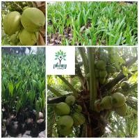 ราคา ต้นพันธุ์มะพร้าวน้ำหอม บ้านแพ้วต้นเตี้ย แท้ 100 สูง30 60cm 2 ปี ได้ผลผลิตผล พันธุ์ มะพร้าวน้ำหอม ต้นเตี้ยแท้บ้านแพ้ว หอมหวาน รากหอมใบเตย สวยตรงปก จำนวน 1 ต้น Makapuno Coconut (22147117939)