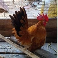 ราคา ไข่เชื้อไก่แจ้พ่อสีทอหางดำ ชุด3ใบ (23925665599)