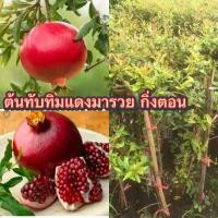 ราคา ต้นทับทิมแดงมารวย ติดผลเร็ว สูง70 90ซ ม แบบกิ่งตอนกิ่งตอน เป็นไม้มงคลนิยมปลูกไว้ในบ้าน 6 เดือน 1ปี เริ่มให้ผลผลิต ผลเป็นสีแดงเลือดนก (24584432190)