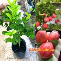 ราคา ต้นมะม่วงหาวมะนาวโหญี่ปุ่น กิ่นตอน ต้นพร้อมติดลูก (16008606108)