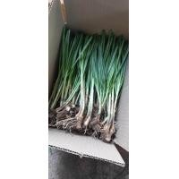 ราคา พันธุ์กุ่ยช่าย ต้นกุ่ยช่ายChinese chive กุ่ยช่าย 1ก ก กุยช่ายไต้หวันพันธุ์ใบไม่มีดอก (20611708447)